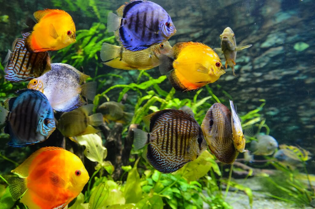 Aquarium japonais